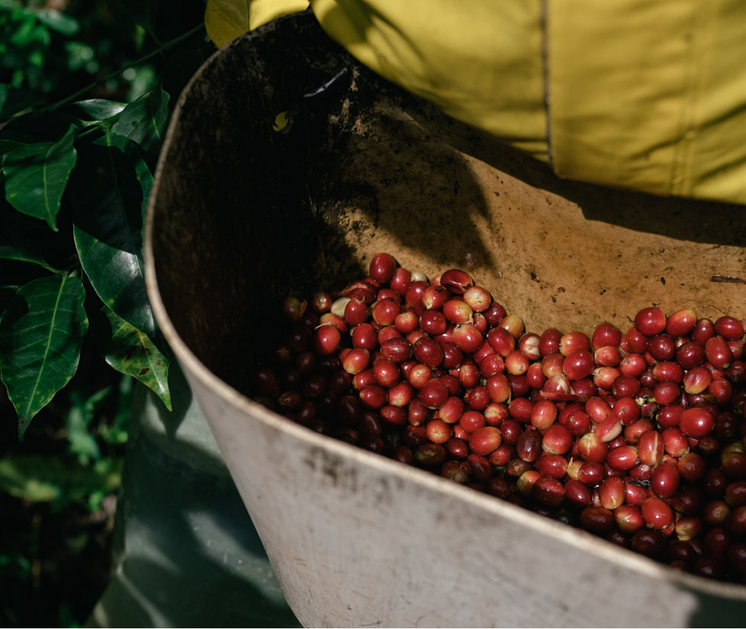 A pouch full of raw coffee beans